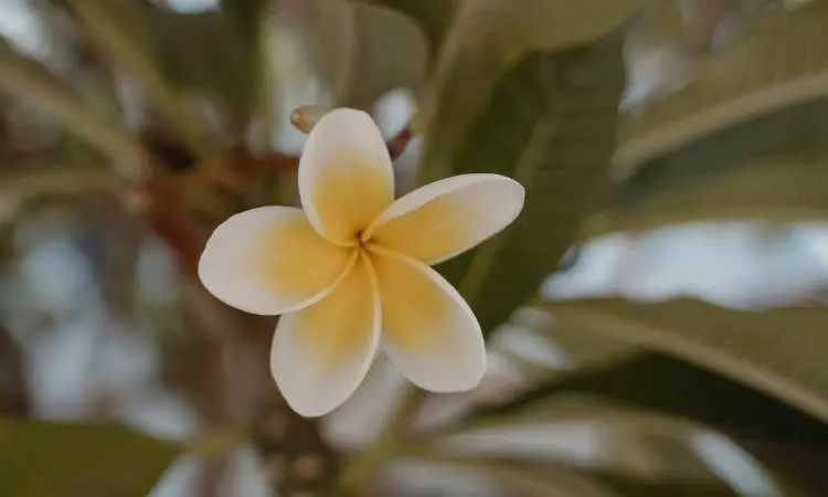 fiore hawaiano frangipani